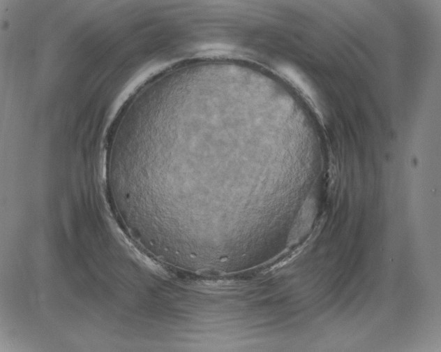 X0000080661376200612301325