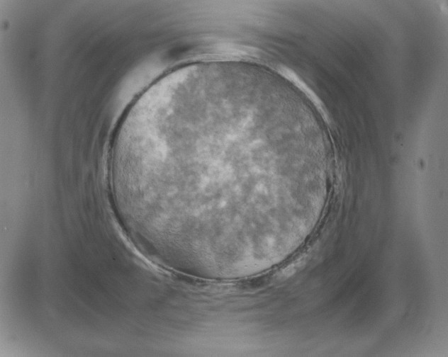 X0000080661477200612301323
