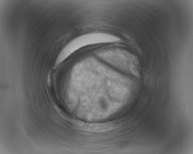 X0000080660026200701050954