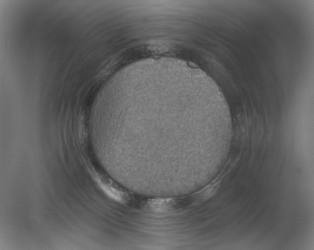 X0000080660136200701050952