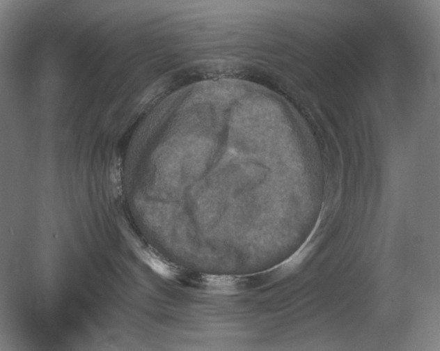 X0000080660144200701050952