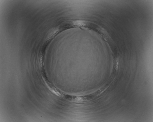 X0000080660330200701050949