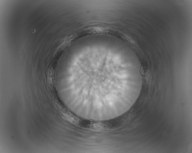 X0000080660423200701050947