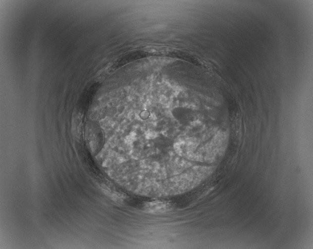 X0000080660511200701050946