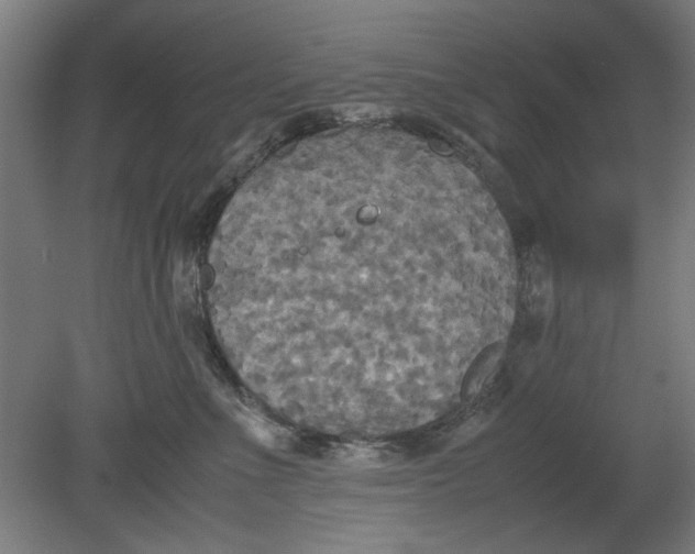 X0000080660523200701050946