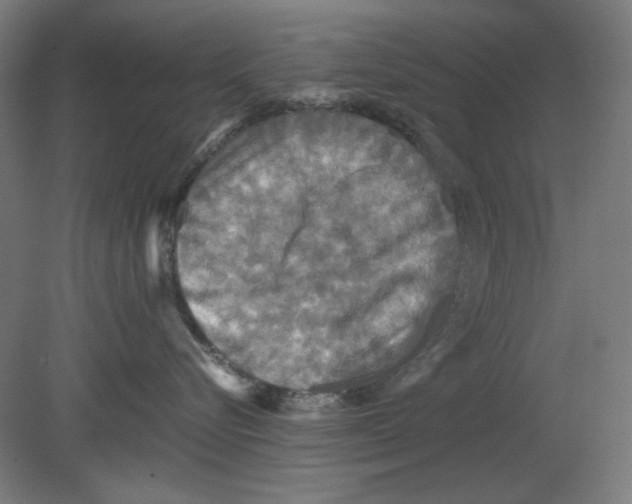 X0000080660576200701050946