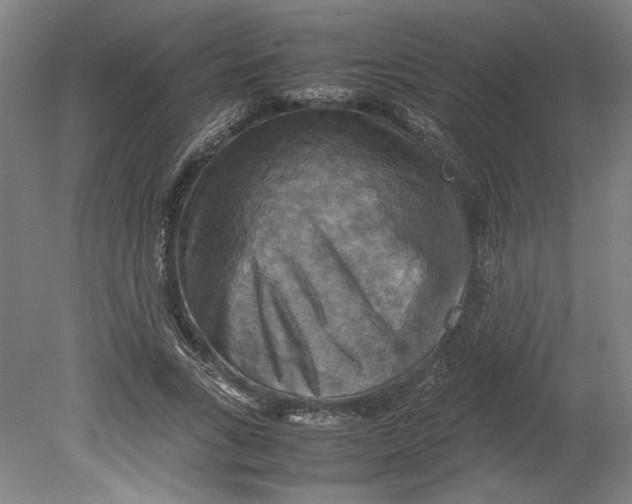 X0000080660735200701050942