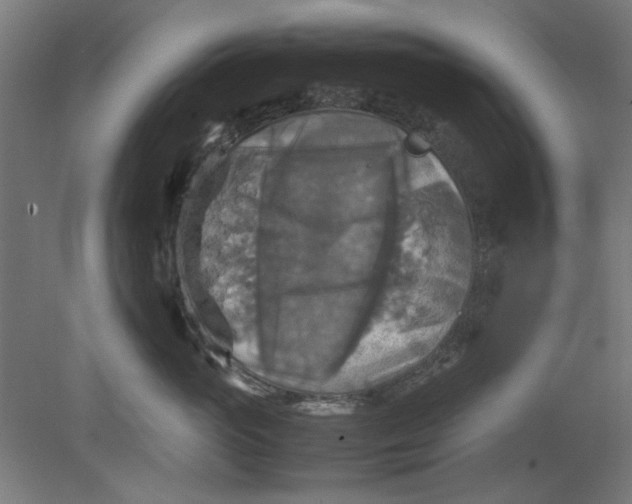 X0000080660765200701050942