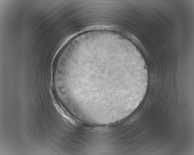 X0000080660844200701050941