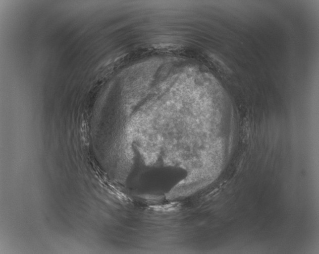 X0000080660917200701050939