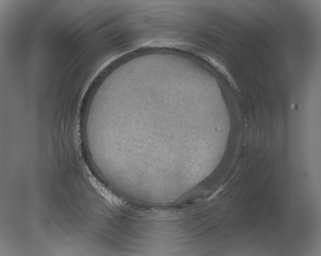 X0000080660976200701050938