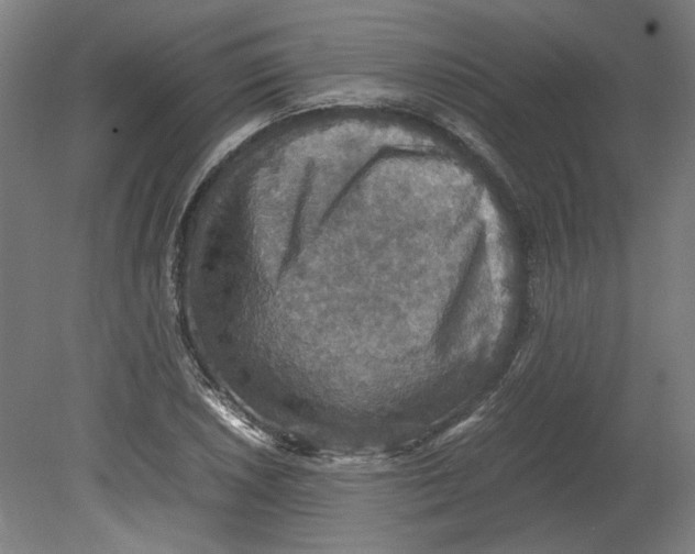 X0000080661026200701050937