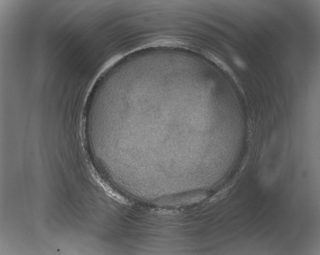 X0000080661029200701050937