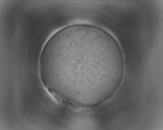 X0000080661056200701050938