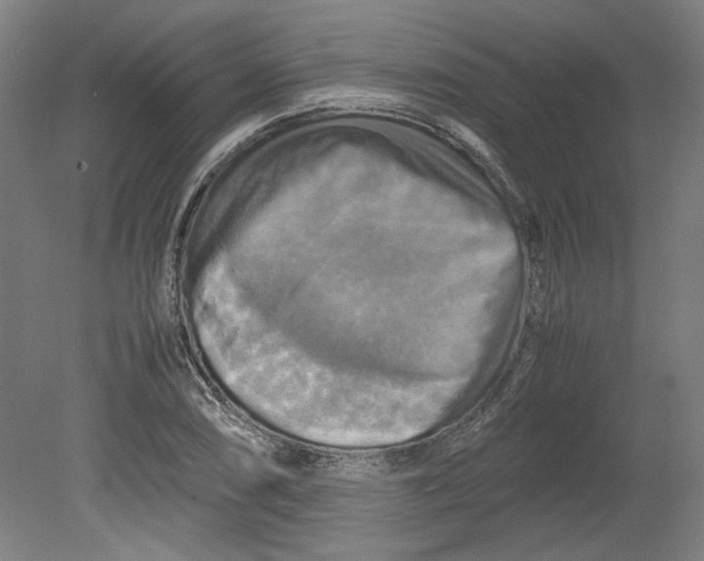 X0000080661074200701050937