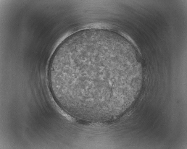 X0000080661091200701050936