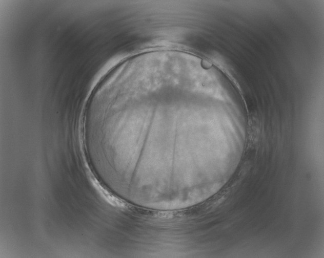 X0000080661098200701050936