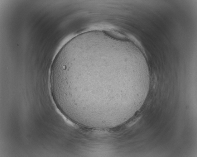 X0000080661103200701050936