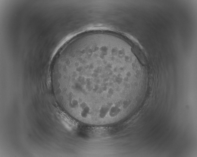 X0000080661167200701050935