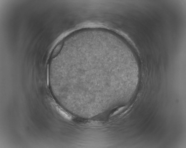 X0000080661175200701050935