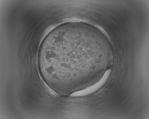 X0000080661183200701050935