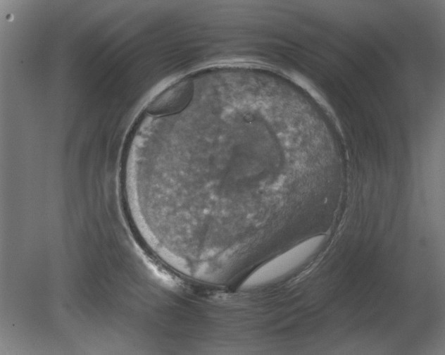 X0000080661237200701050934