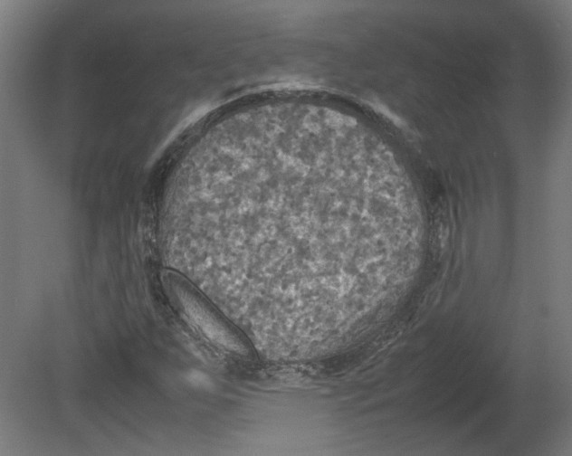 X0000080661255200701050934