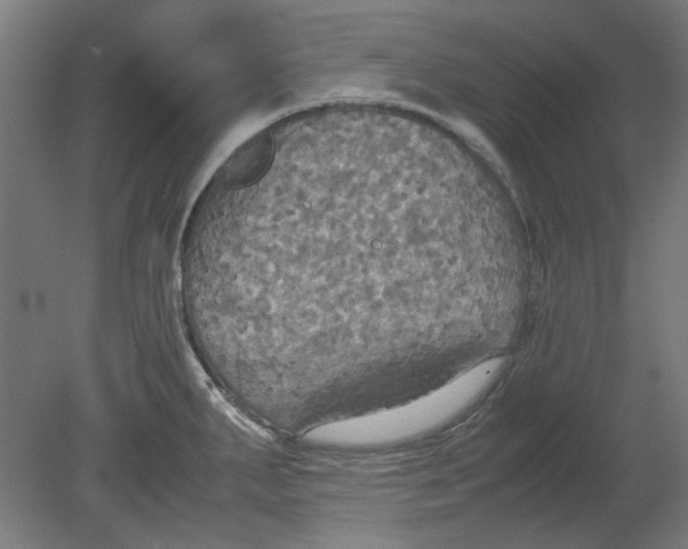 X0000080661287200701050933