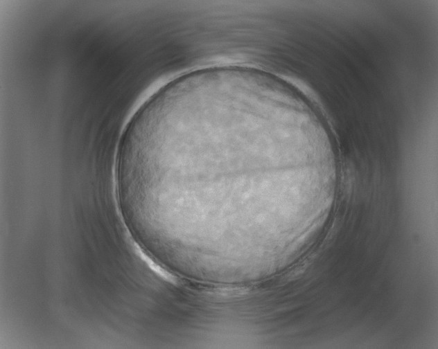 X0000080661294200701050933