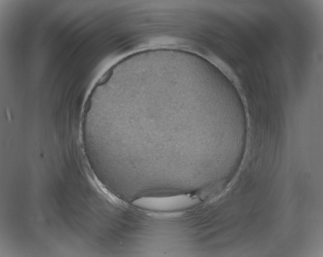 X0000080661296200701050933