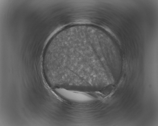 X0000080661325200701050933