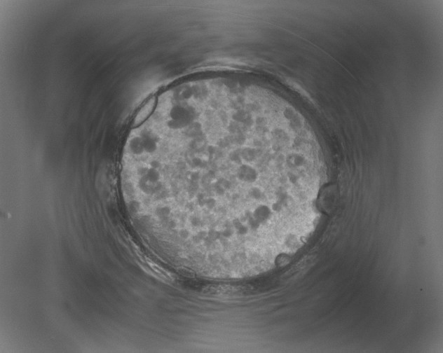 X0000080661355200701050932