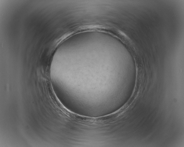 X0000080661361200701050932