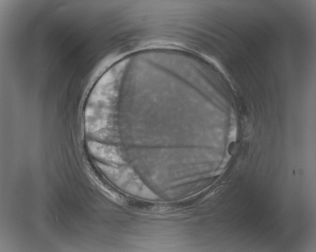 X0000080661371200701050932