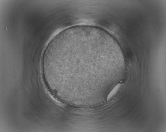 X0000080661375200701050932