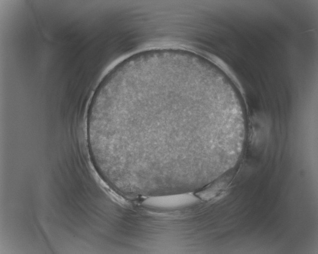 X0000080661388200701050931