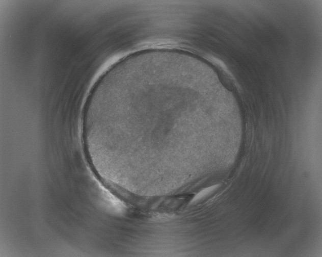 X0000080661424200701050931