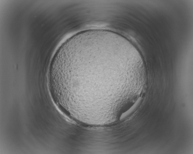 X0000080661432200701050931