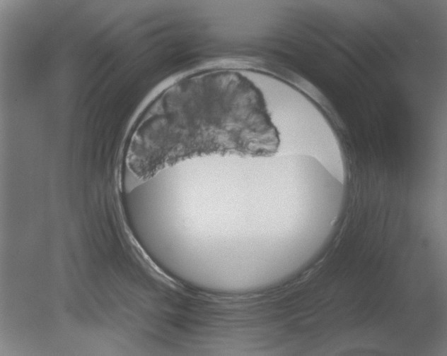 X0000080661436200701050931