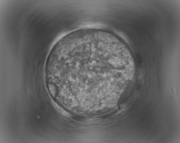 X0000080661471200701050930