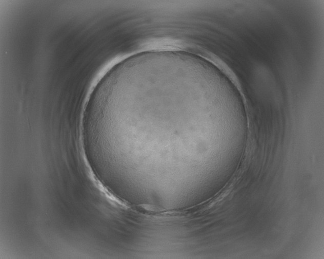 X0000080661488200701050930