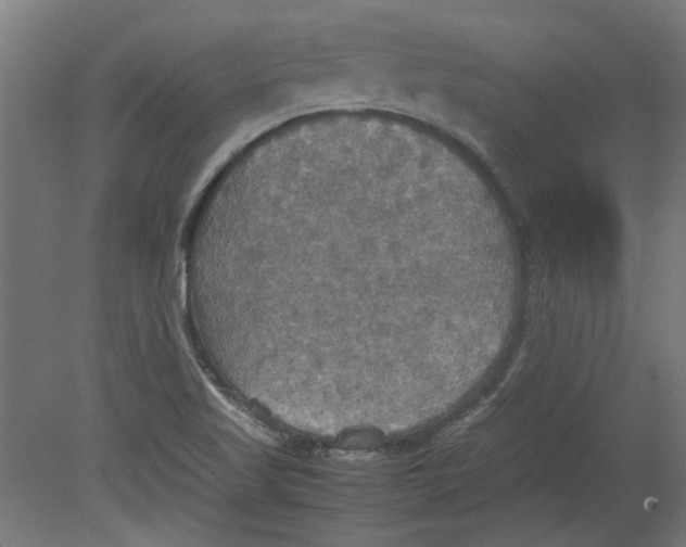 X0000080661509200701050929