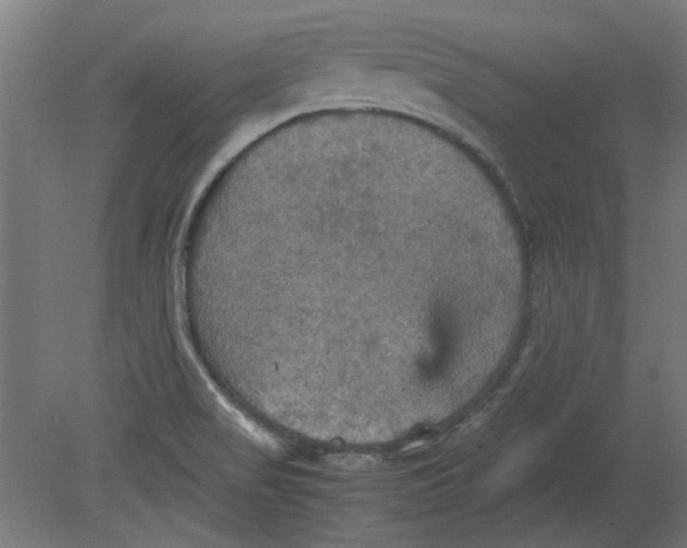 X0000080661517200701050929