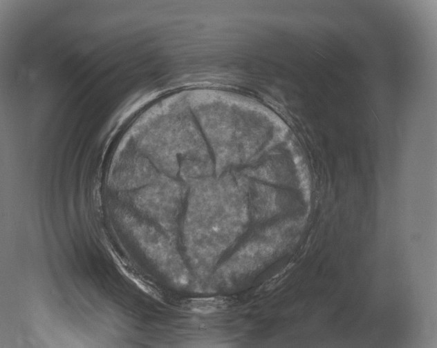 X0000080660050200701121617