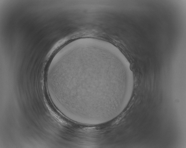 X0000080660054200701121617