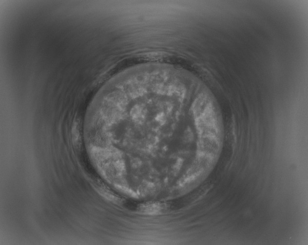 X0000080660131200701121616