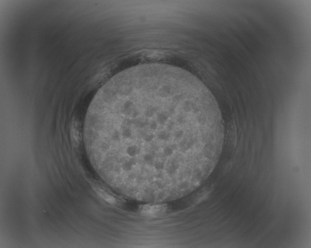 X0000080660135200701121616