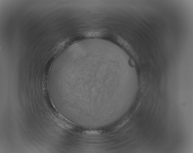 X0000080660161200701121615