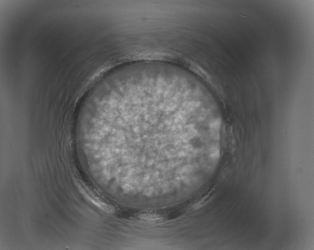 X0000080660203200701121615