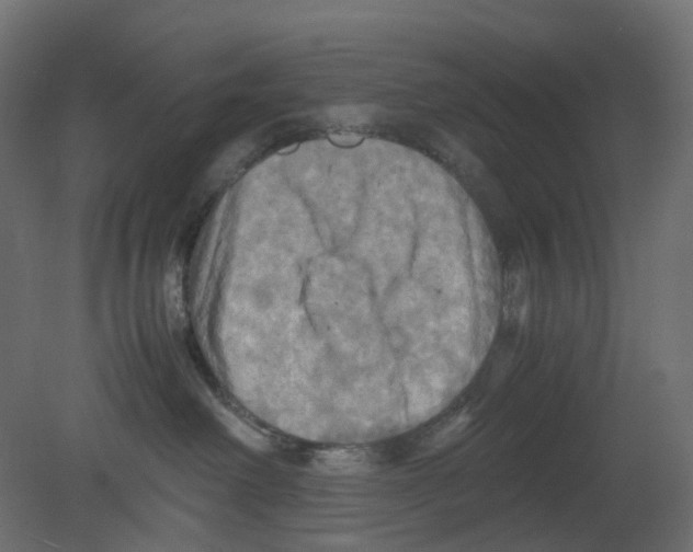 X0000080660238200701121614